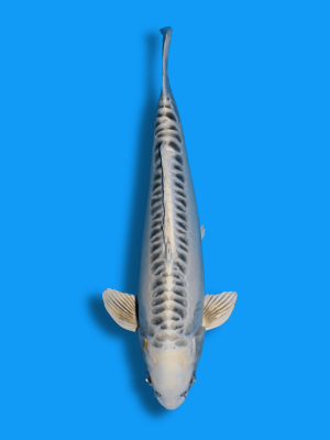 Gin Mizuho | Koi&Co.